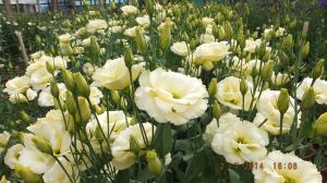 Vand flori taiate de lisianthus ( eustoma grandiflorum )