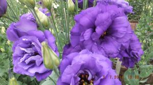 Vand flori taiate de lisianthus ( eustoma grandiflorum )