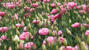 Vand flori taiate de lisianthus ( eustoma grandiflorum )
