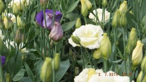 Vand flori taiate de lisianthus ( eustoma grandiflorum )