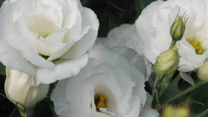 Vand flori taiate de lisianthus ( eustoma grandiflorum )