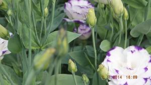 Vand flori taiate de lisianthus ( eustoma grandiflorum )