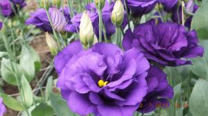Vand flori taiate de lisianthus ( eustoma grandiflorum )