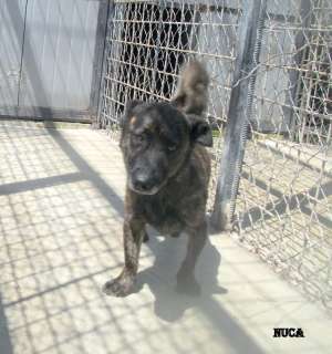 Bobita,  catelul din boxa 81