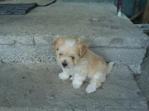 vand 3 catei ;bichon hvanez