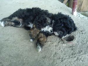 vand 3 catei ;bichon hvanez