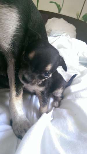 vand puiuti chihuahua
