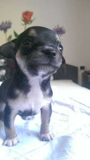 vand puiuti chihuahua