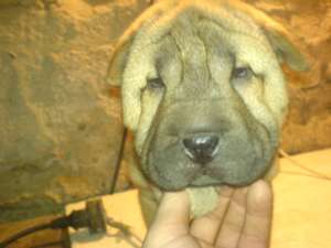 vand caini de rasa shar-pei la pret de criza...