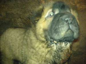 vand caini de rasa shar-pei la pret de criza...