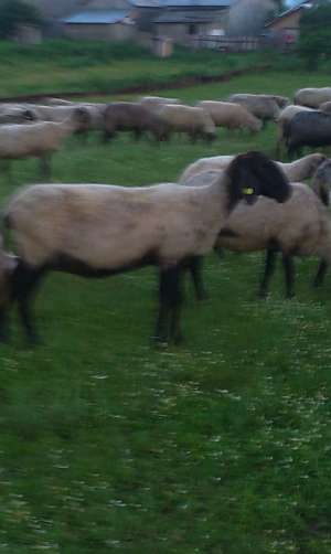 Vand 50 oi mari  carabase bulgaresti,  sarbesti sau schimb cu vaci