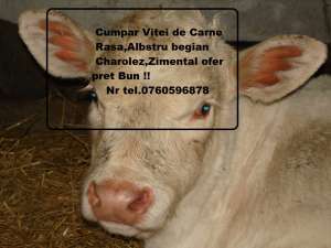 Cumpar Vitei de carne