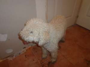 vand caine trufar lagatto romagnolo