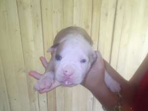 vand pui amstaff