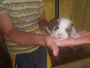 vand pui amstaff