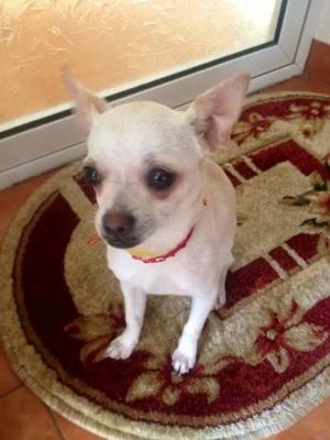 Chihuahua cu pedigree caut femela pentru monta!