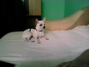 Chihuahua cu pedigree caut femela pentru monta!