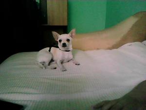 Chihuahua cu pedigree caut femela pentru monta!