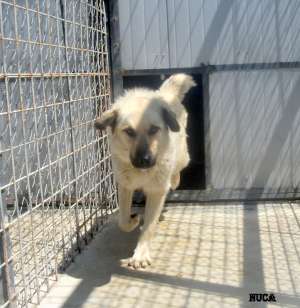 Adonis,  catelul din boxa 45