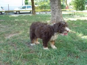 catei lagotto romagnolo