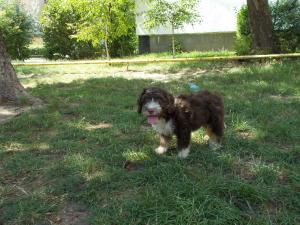 catei lagotto romagnolo