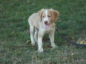 catei lagotto romagnolo