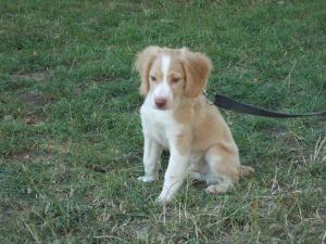 catei lagotto romagnolo