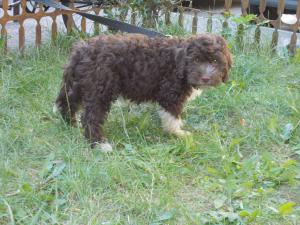 catei lagotto romagnolo