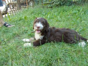 catei lagotto romagnolo