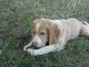 catei lagotto romagnolo