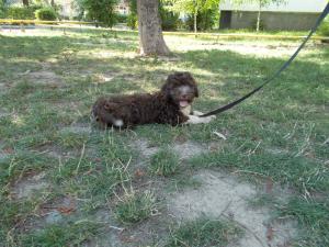 catei lagotto romagnolo