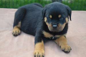 Vand Catei Rottweiler