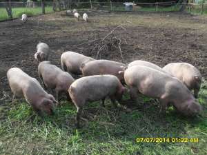 Vand porci de 40-60kg reghin