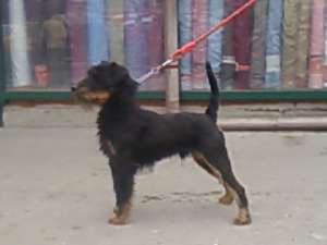 JAGD TERRIER