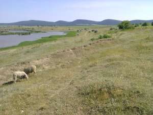 Teren intravilan Enisala lac