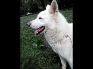 Slike,  Malamut de Alaska