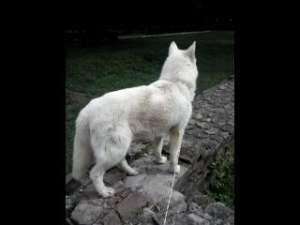 Slike,  Malamut de Alaska
