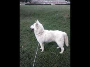 Slike,  Malamut de Alaska