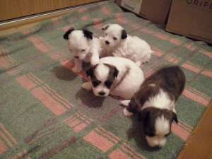 BICHON HAVANEZ