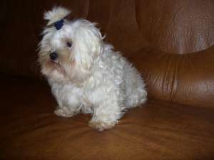 pui bichon maltes