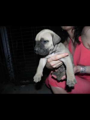 Dogo Canario de vanzare