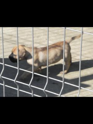 Dogo Canario de vanzare