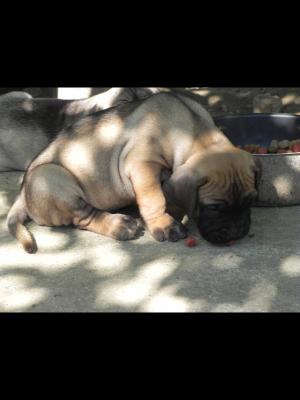 Dogo Canario de vanzare