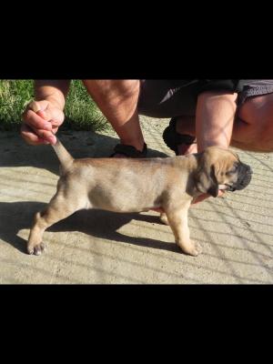 Dogo Canario de vanzare