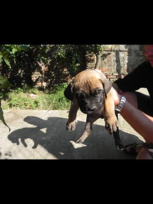 Dogo Canario de vanzare