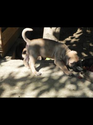 Dogo Canario de vanzare