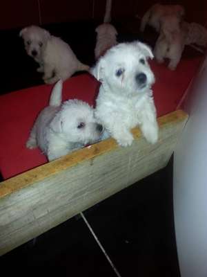 Vand puiuti de Westie
