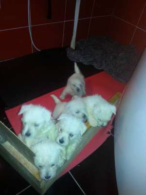 Vand puiuti de Westie
