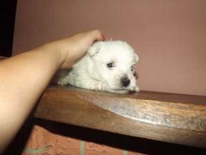 Vand puiuti de Westie