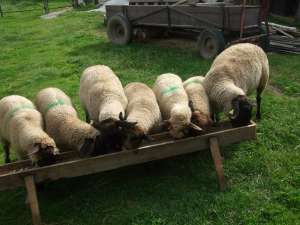 Vind  4 Buc. mielute Suffolk